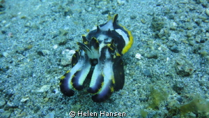 another shot from Muck diving by Helen Hansen 